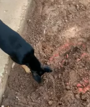 草莓视频免费看!网友爆料:背后真相竟然是…… 草莓视频免费看!网友爆料:背后真相竟然是……