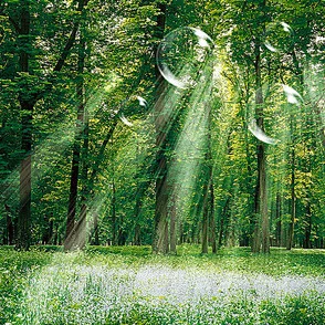 小马拉大车仙踪林的特色:探讨其生态环境、文化背景与旅游价值的综合分析 小马拉大车仙踪林的特色:探讨其生态环境、文化背景与旅游价值的综合分析