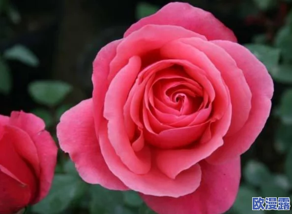 DNF游戏中粉色徽章应镶嵌在哪个装备部位详解