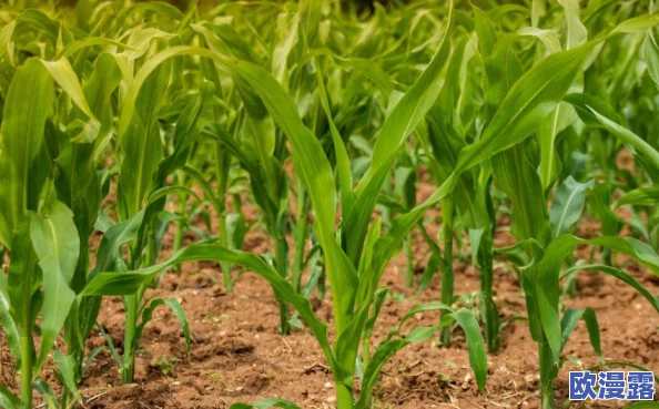 17c草：传闻某知名品牌将推出限量版17c草产品，引发粉丝热议与期待，背后故事令人好奇！