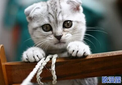 糖心短视频vlog柠檬猫类似，带你走进可爱猫咪的日常生活与趣味瞬间，感受温馨与欢乐的时光