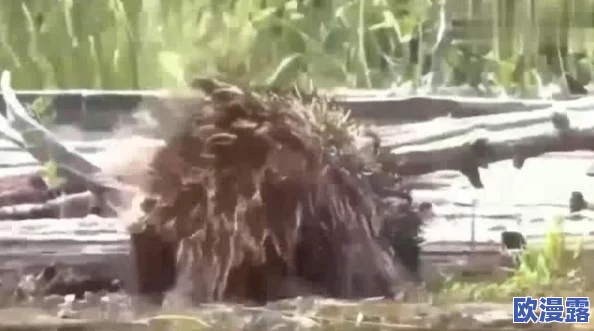 蛇倒刺蛇j子宫的出处和历史背景:从古代文献到现代研究的演变与影响分析 蛇倒刺蛇j子宫的出处和历史背景:从古代文献到现代研究的演变与影响分析