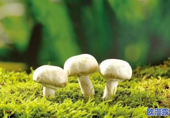 蘑菇17cc：探讨其在生态系统中的作用及对人类健康的潜在益处与应用前景分析