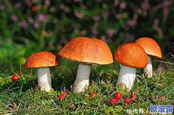 蘑菇17cc：探讨其在生态系统中的作用及对人类健康的潜在益处与应用前景分析