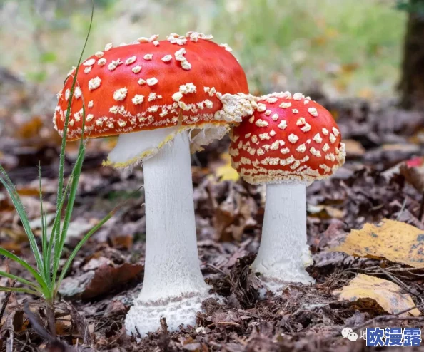 蘑菇17cc：探讨其在生态系统中的作用及对人类健康的潜在益处与应用前景分析