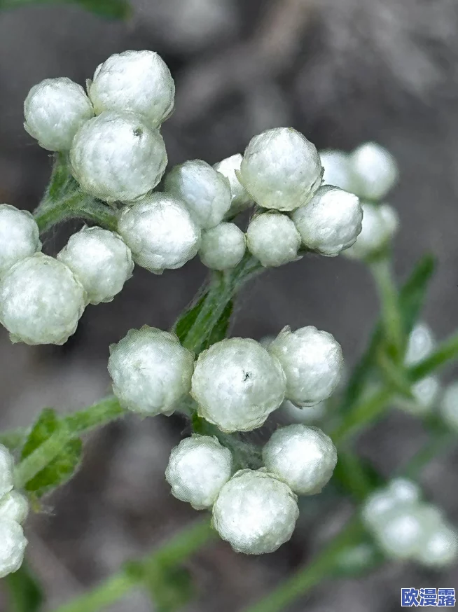 2024热门西游记题材手游排行榜推荐及下载分享精选 2024热门西游记题材手游排行榜推荐及下载分享精选