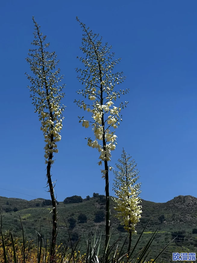 2024热门西游记题材手游排行榜推荐及下载分享精选 2024热门西游记题材手游排行榜推荐及下载分享精选