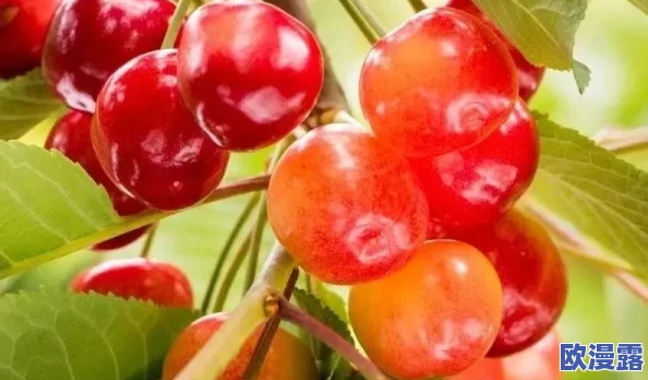 樱桃黄色视频：一款以成人内容为主的在线视频平台，提供多种类型的视频资源，吸引了大量用户关注与使用