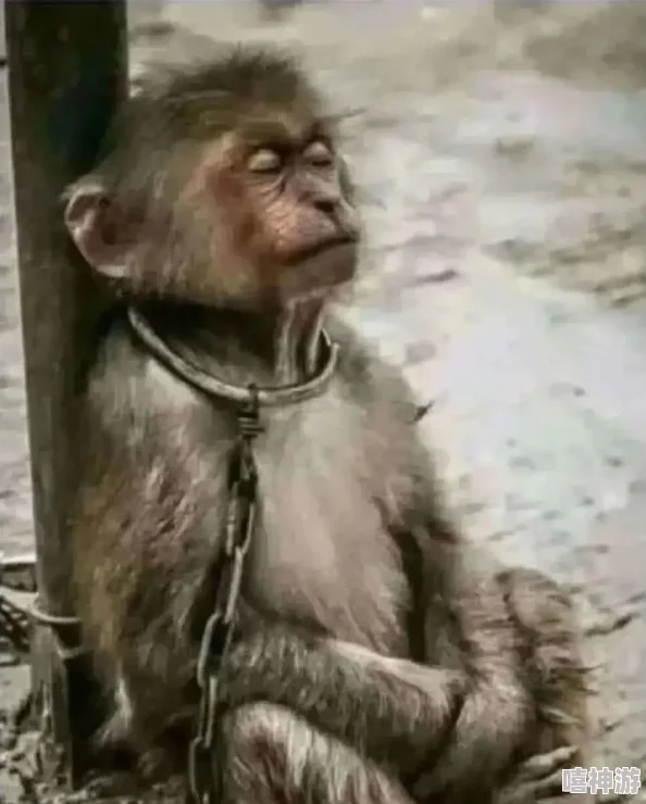 两人生猴子全程无被子:这句话似乎在描绘一种亲密而又不拘一格的生活状态,反映出人与人之间的真实互动与温暖 两人生猴子全程无被子:这句话似乎在描绘一种亲密而又不拘一格的生活状态,反映出人与人之间的真实互动与温暖