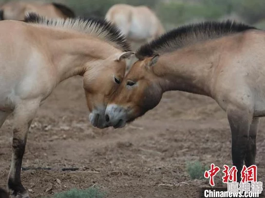 《我的世界》中马的繁殖方法：详解如何让马匹繁衍后代
