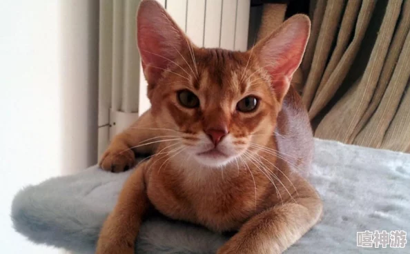 埃及猫原版：历史文化传承，神秘符号解读和现代饲养技巧