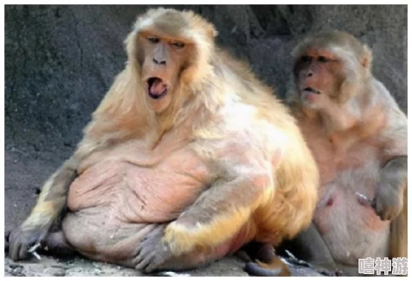 打扑生猴子：一场引发热议的动物保护与人类活动之间的冲突事件分析