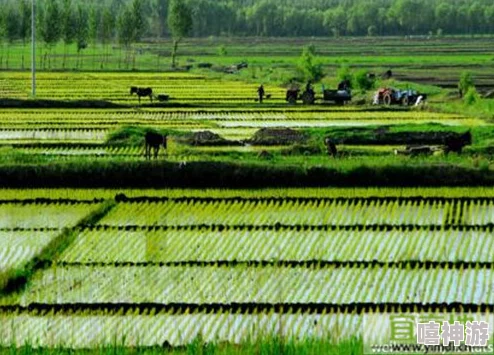 儿子耕种母亲的田地叫什么名字？探讨家庭关系与农业传承中的深刻意义与文化内涵