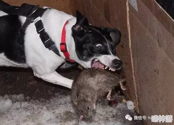 探究野狗子裂头怪:单机游戏还是网络游戏?详细类型介绍 探究野狗子裂头怪:单机游戏还是网络游戏?详细类型介绍