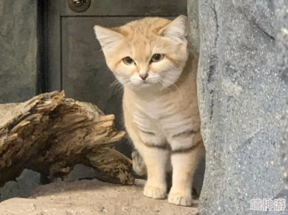 深度剖析暗黑破坏神4正午狩猎之戒:全面属性解读与实战应用效果探讨 深度剖析暗黑破坏神4正午狩猎之戒:全面属性解读与实战应用效果探讨