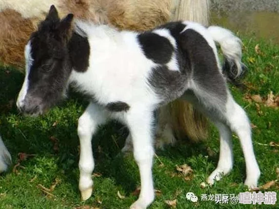 我的小狗(人外):从毛茸茸的宠物到人类最好的朋友,探索它们与人类情感的深厚联结与奇妙历程 我的小狗(人外):从毛茸茸的宠物到人类最好的朋友,探索它们与人类情感的深厚联结与奇妙历程