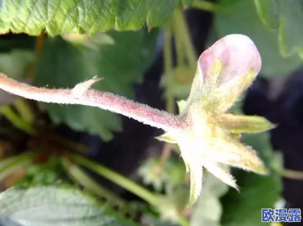 草莓视频黄污：深入了解该平台的内容监管问题及其对用户观看体验的影响分析