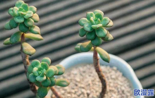拔萝卜又叫黄降，这种植物的生长特点与食用方法解析，以及其在传统文化中的重要性