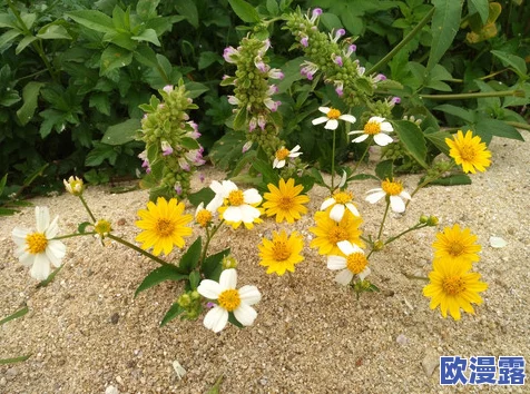野花日韩
