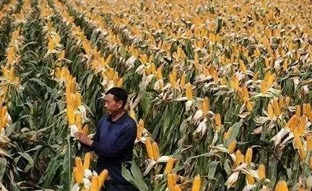 公愆憩止痒玉米怎么办？传闻某地农民用神秘配方成功治愈，竟引发全国热议！
