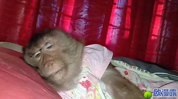 生猴子不盖被子视频:探讨猴子习性与环境适应性对生活行为的影响与分析 生猴子不盖被子视频:探讨猴子习性与环境适应性对生活行为的影响与分析