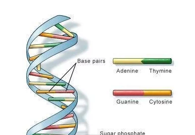 欧洲人与亚洲人的DNA对比:解析遗传信息差异与相似性对人类起源的影响 欧洲人与亚洲人的DNA对比:解析遗传信息差异与相似性对人类起源的影响