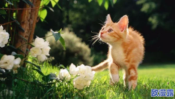 美国Zoom动物：传闻称这款视频会议软件背后隐藏着一只神秘的猫咪，竟然是开发团队的吉祥物！