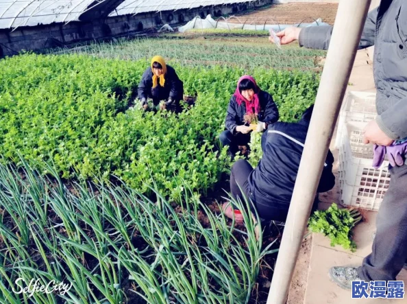 萝卜又叫黄9·1:一种传统蔬菜的多样性及其在现代农业中的应用研究 萝卜又叫黄9·1:一种传统蔬菜的多样性及其在现代农业中的应用研究