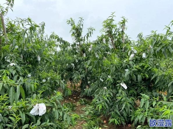 黄桃视频:探讨短视频时代下的桃子种植与消费趋势,如何影响农业经济与生活方式 黄桃视频:探讨短视频时代下的桃子种植与消费趋势,如何影响农业经济与生活方式