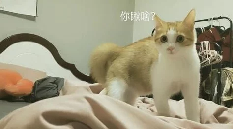 柚子猫小僵尸黑料爆料:传闻其与多位明星私下交往,背后隐藏不为人知的秘密和争议! 柚子猫小僵尸黑料爆料:传闻其与多位明星私下交往,背后隐藏不为人知的秘密和争议!