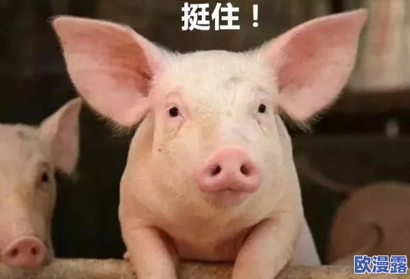 美国Zoom动物猪:如何通过视频会议技术改变养殖业的未来与可持续发展潜力分析 美国Zoom动物猪:如何通过视频会议技术改变养殖业的未来与可持续发展潜力分析