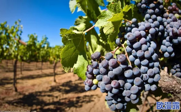 葡萄园夜间管理创新策略:加强晚间巡查,确保葡萄安全无掉落 葡萄园夜间管理创新策略:加强晚间巡查,确保葡萄安全无掉落