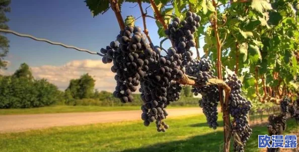 葡萄园夜间管理创新策略:加强晚间巡查,确保葡萄安全无掉落 葡萄园夜间管理创新策略:加强晚间巡查,确保葡萄安全无掉落