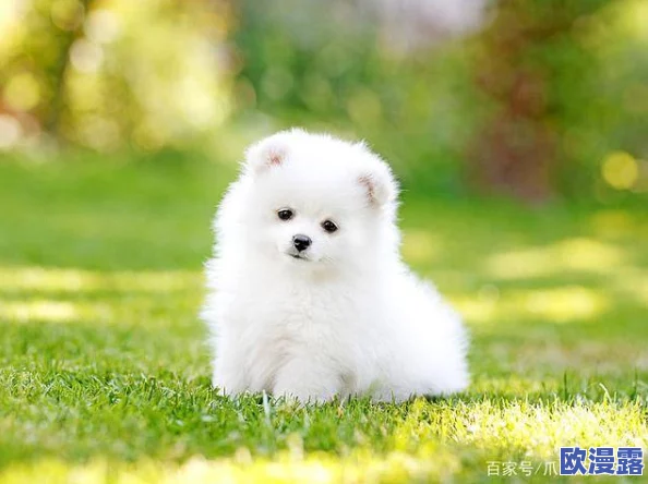 17c母狗：科学家发现古代犬种的遗传特征与现代犬类的关系引发广泛关注