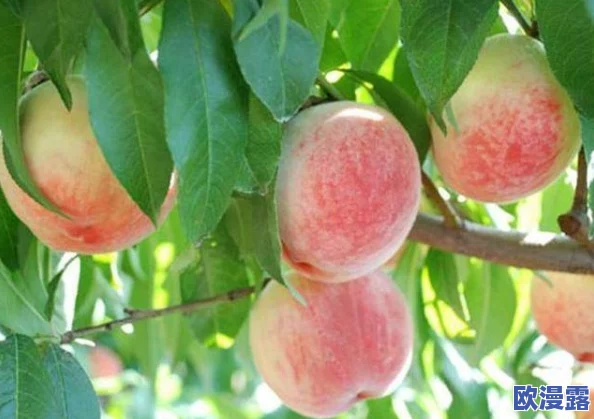 c7红桃 视频：探讨红桃的营养价值、种植技巧以及在烹饪中的多样用途和健康益处