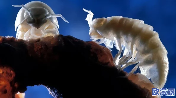 盐母1-6哪里都看得见,全球罕见现象引发热潮,科学界惊呼:“颠覆传统认知!” 盐母1-6哪里都看得见,全球罕见现象引发热潮,科学界惊呼:“颠覆传统认知!”
