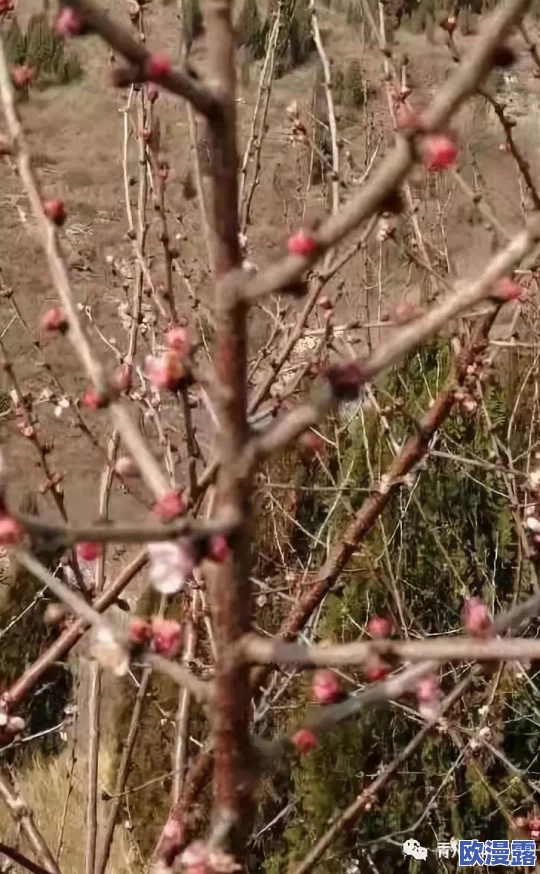 蜜桃影像传媒：专注于高质量影视制作与创意内容开发，致力于为客户提供全方位的视觉传播解决方案