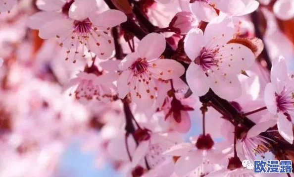 樱花官网官方入门网站2024：全面了解樱花文化、活动及相关资源的最佳平台与指南