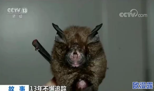 无人区编码6229蝙蝠：科学家发现其神秘行为背后藏着颠覆生物学的新理论，震惊全球！