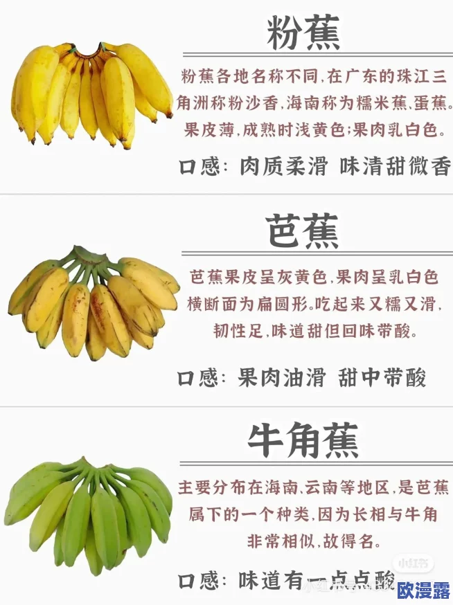 奇想蕉乐园：在这个充满创意与欢乐的主题乐园中，体验无尽的冒险与惊喜，感受香蕉文化的独特魅力！