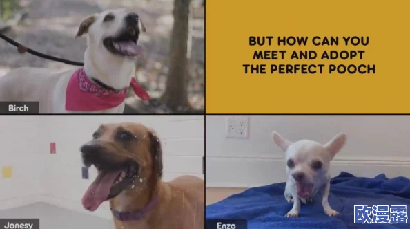 ZoomDogs and humans：狗狗们在视频会议中如何成为人类的最佳伙伴，揭示了它们与主人之间的温馨互动和搞笑瞬间！