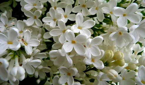 久久狠狠婷婷丁香香蕉：最新研究显示，丁香花的提取物在抗氧化和抗炎方面具有显著效果，引发广泛关注与讨论