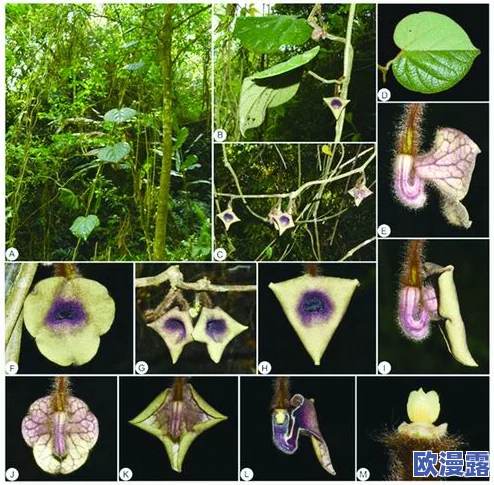末发育较小性色XXXXX仙林踪:科学家发现神秘生物,揭开自然界未解之谜! 末发育较小性色XXXXX仙林踪:科学家发现神秘生物,揭开自然界未解之谜!