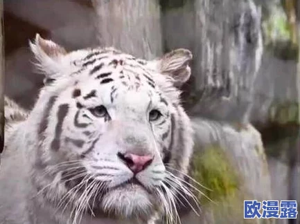 白虎污站惊现神秘生物，科学家紧急调查引发全球关注！