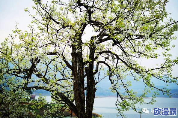 阳春止水by烟树小荞：在温暖的春日里，感受自然的宁静与心灵的洗礼，带你走进诗意生活的新篇章