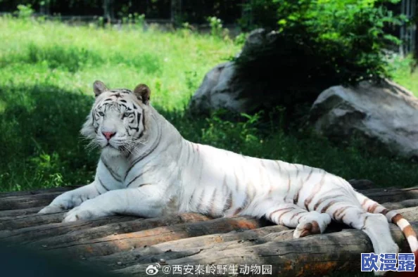 白虎逼:网友纷纷表示,这种现象让人感到不安,呼吁加强对野生动物的保护和管理 白虎逼:网友纷纷表示,这种现象让人感到不安,呼吁加强对野生动物的保护和管理