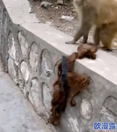二人生猴子全程无被子真人＂引发热议！真实记录让人震惊，动物与人的亲密互动超乎想象！