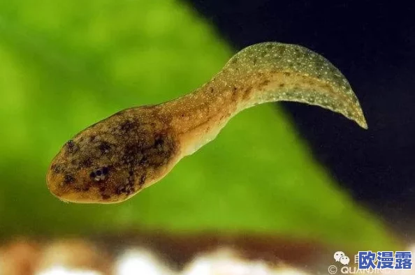 91 丨PORNY丨蝌蚪新疆:惊天发现!新疆蝌蚪体内竟隐藏古老物种基因,科学界为之震动! 91 丨PORNY丨蝌蚪新疆:惊天发现!新疆蝌蚪体内竟隐藏古老物种基因,科学界为之震动!
