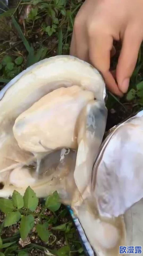 探索美妇肉蚌里的秘密:一场关于欲望与发现的奇妙旅程 探索美妇肉蚌里的秘密:一场关于欲望与发现的奇妙旅程