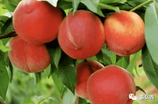 日本桃＊，真是太美味了！每一口都充满了甜蜜的滋味，让人回味无穷